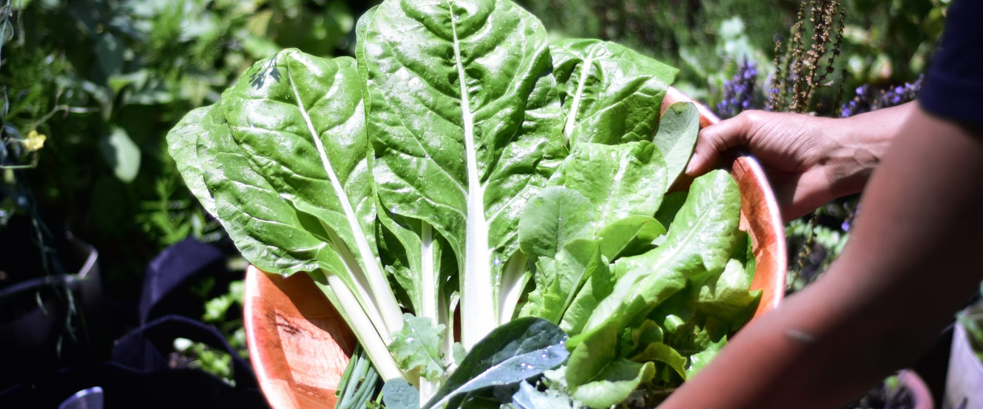 harvested spinach