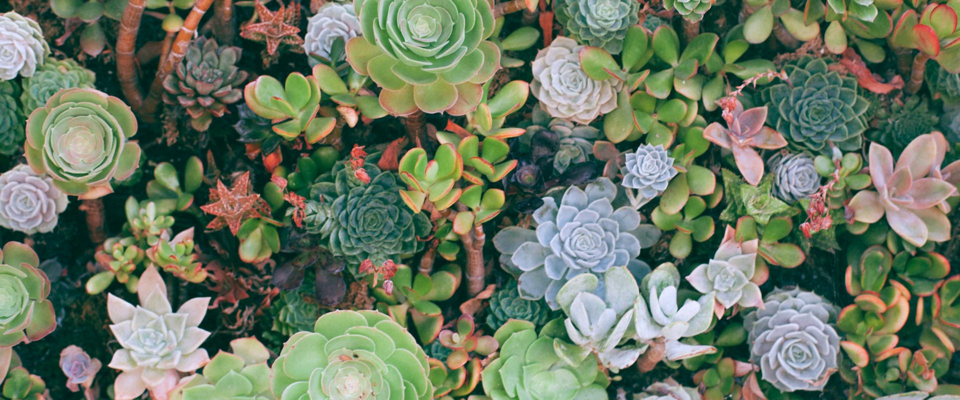 The Boland Succulent Festival