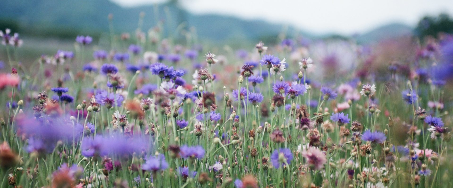 a field of spring flowers