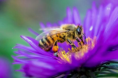 5 ways to invite bees into your garden