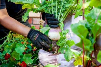 hands on fresh raw turnips