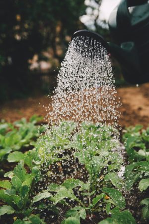 watering your vegetable garden