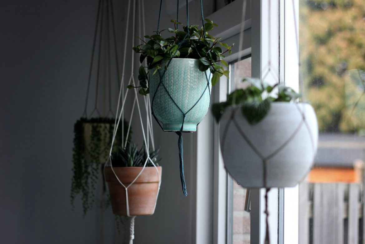 Build a D.I.Y succulent hanger in 4 easy steps