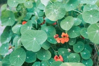 nasturtiums