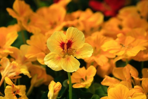 The edible plant you didn’t know your garden needs: Nasturtium