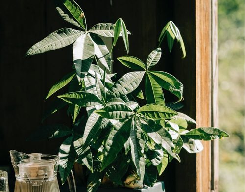 Planting prosperity: tips for planting the money tree