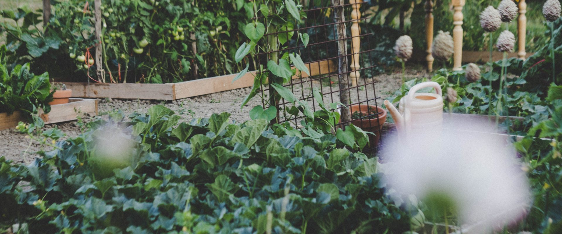 a vegetable garden