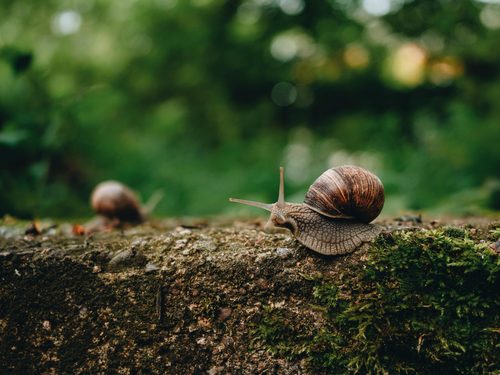 12 ways to get rid of snails in your garden for good Woman&Home Mag