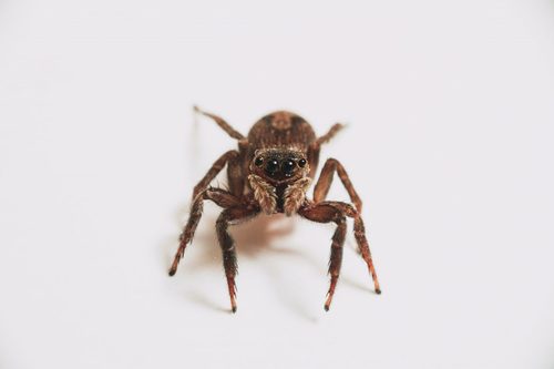 The best methods to get rid of spiders in your home
