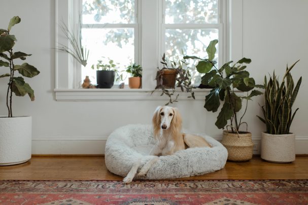 floor plants