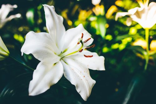 10 tips for growing lillies at home
