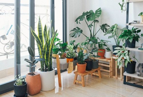 Plants can boost your mental health, according to science