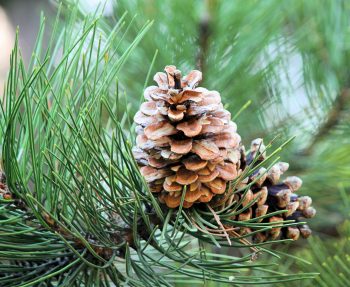 pine cone