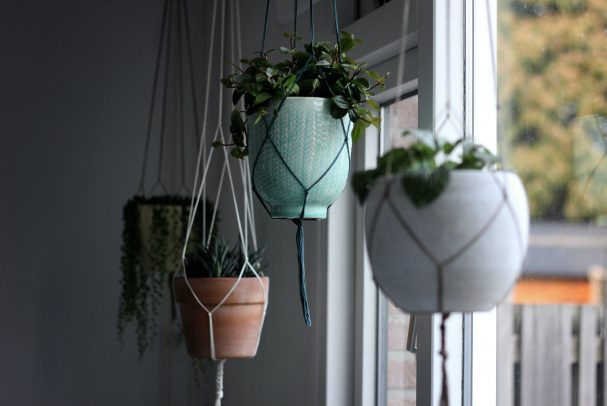 plants hanging from the ceiling