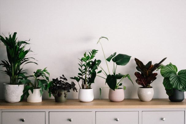plants on a cabinet