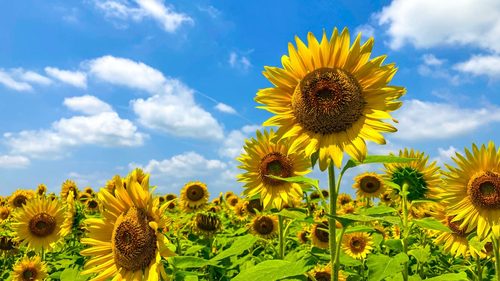 Master the art of planting sunflowers