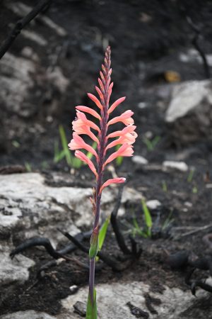 watsonia