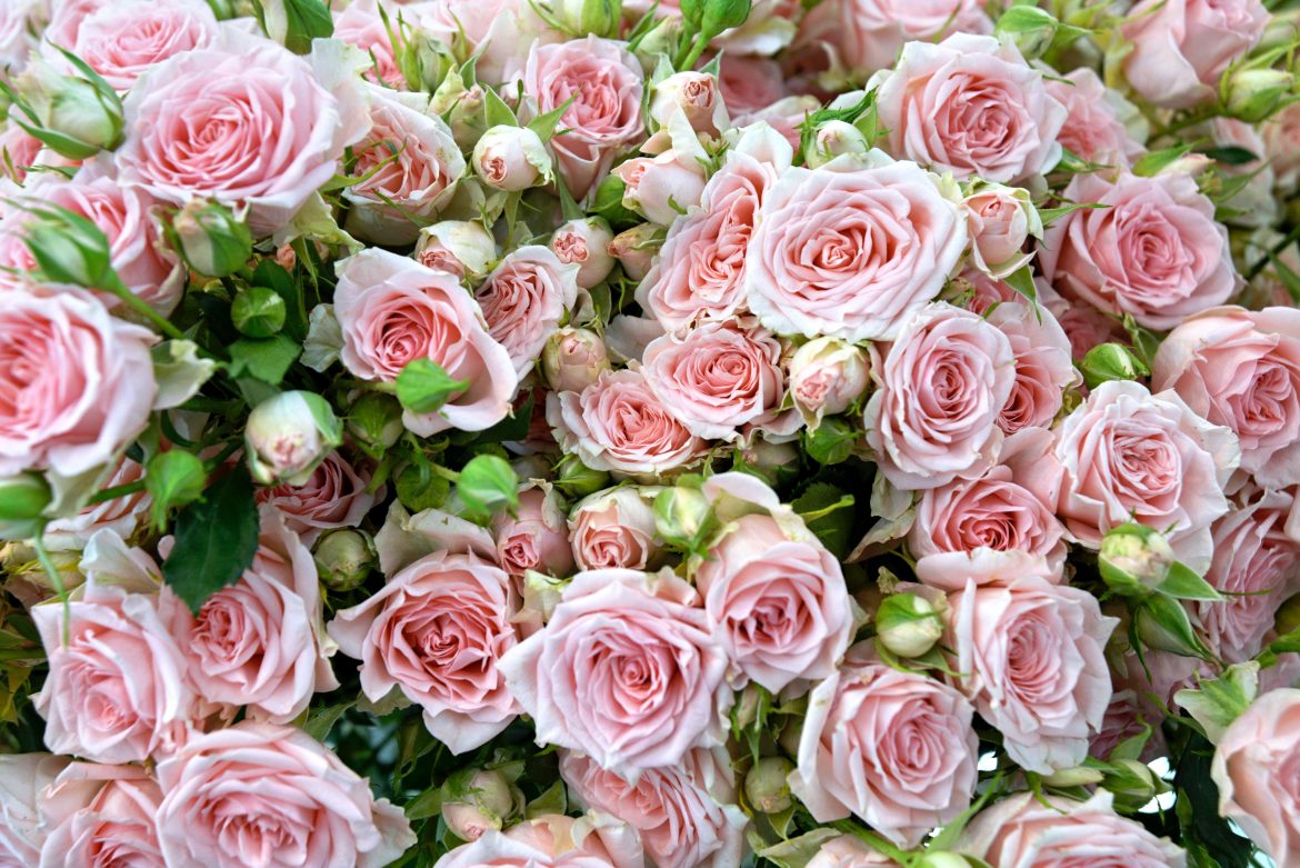 A beginner’s guide to growing roses from clippings