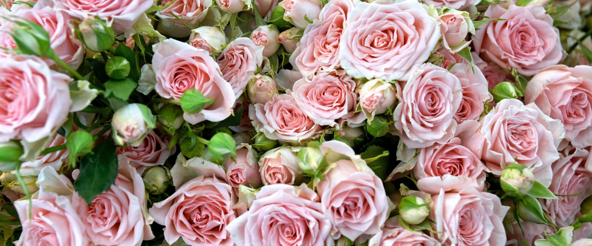 A beginner's guide to growing roses from clippings