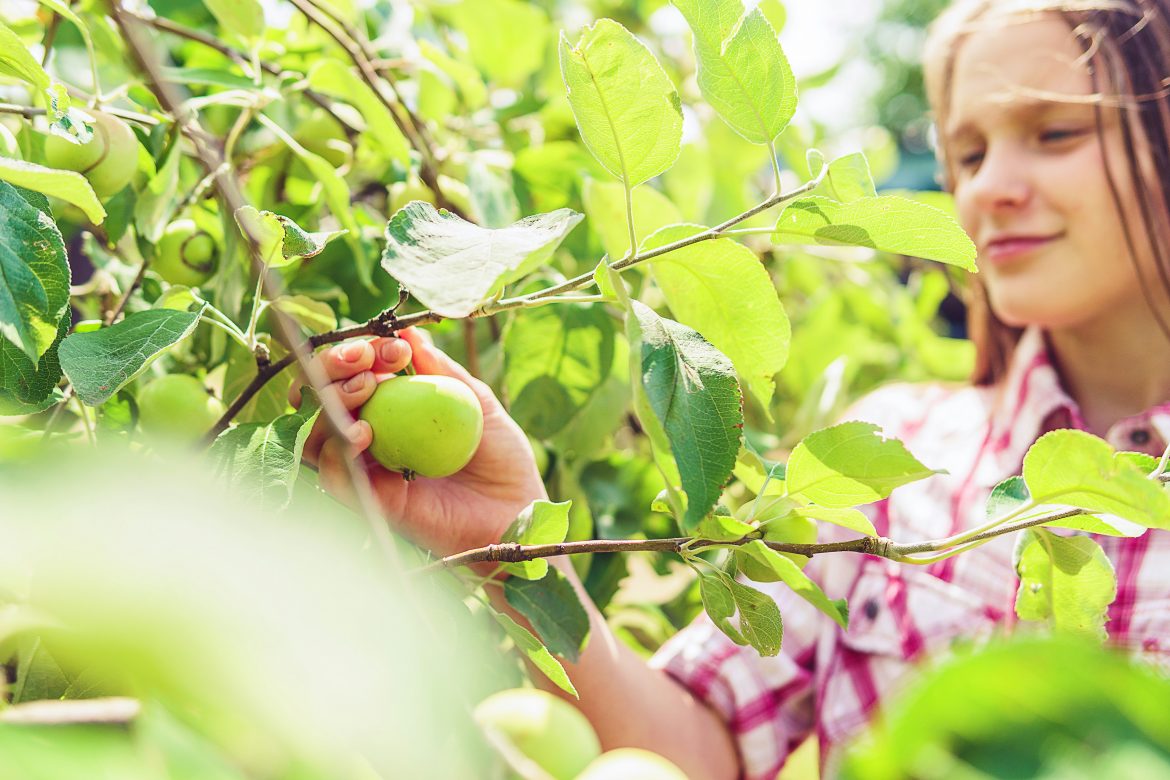 Farm fresh fun: exploring the best fruit picking spots in Cape Town