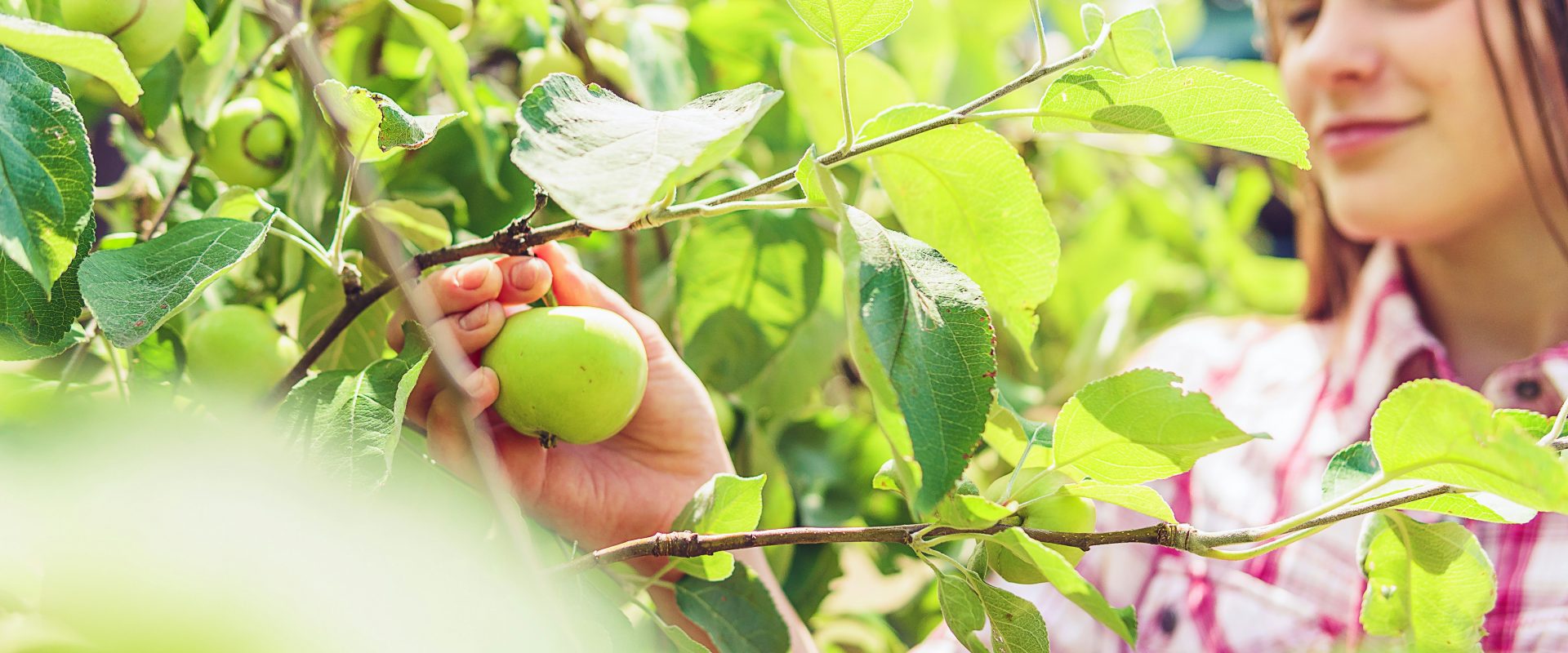 Farm fresh fun: exploring the best fruit picking spots in Cape Town