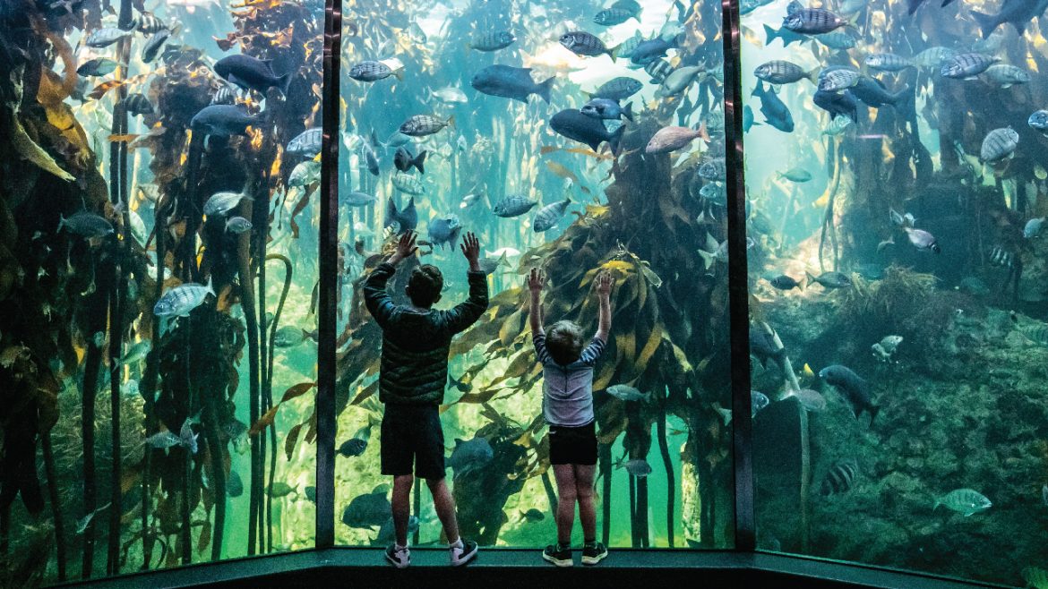 Stand a chance to WIN tickets for a family of 4 to visit Cape Town’s Two Oceans Aquarium