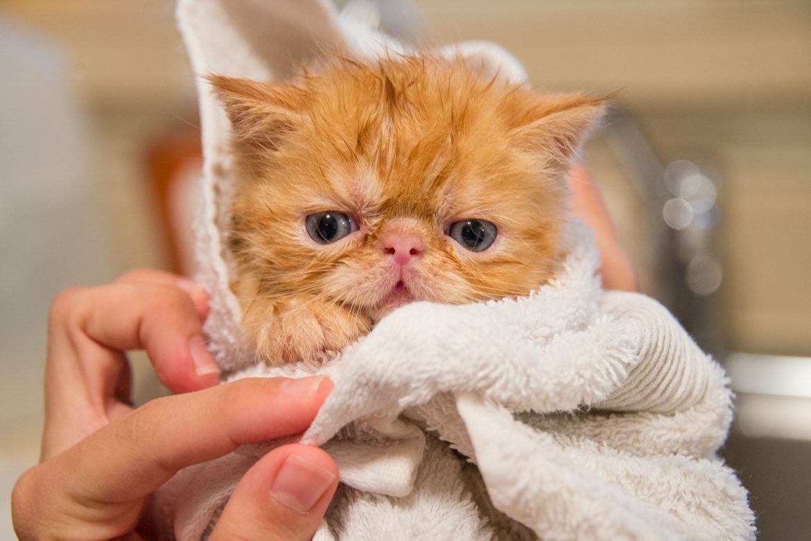 To wash or not to wash: should you bath your cat?