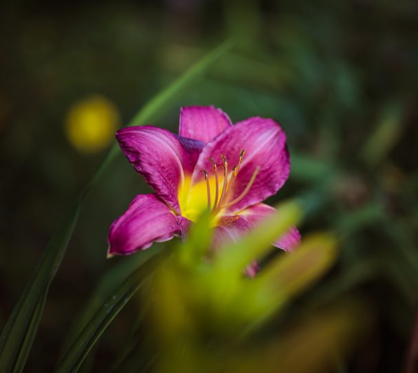 daylily