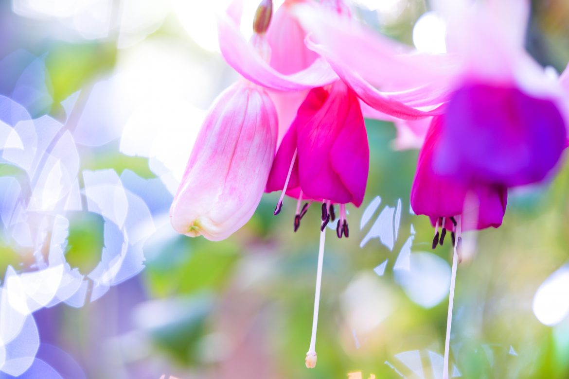Breathe easy: your guide to low-allergen plants for a healthy garden