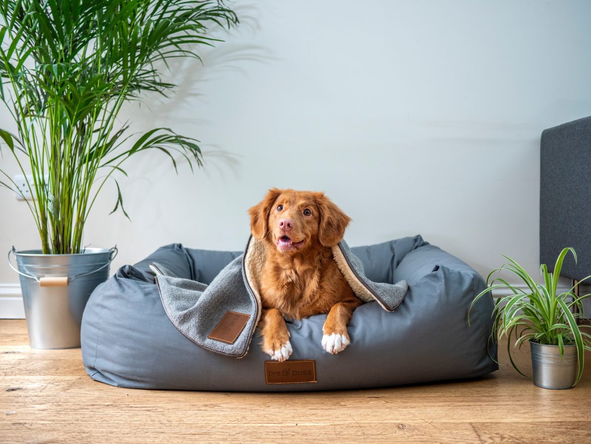 Fur-ever home prep: setting the stage for your new pet’s arrival