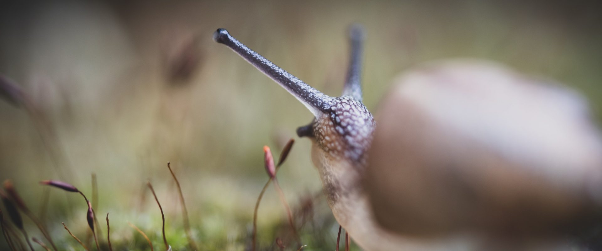 10 natural remedies for a vibrant and slug-free garden