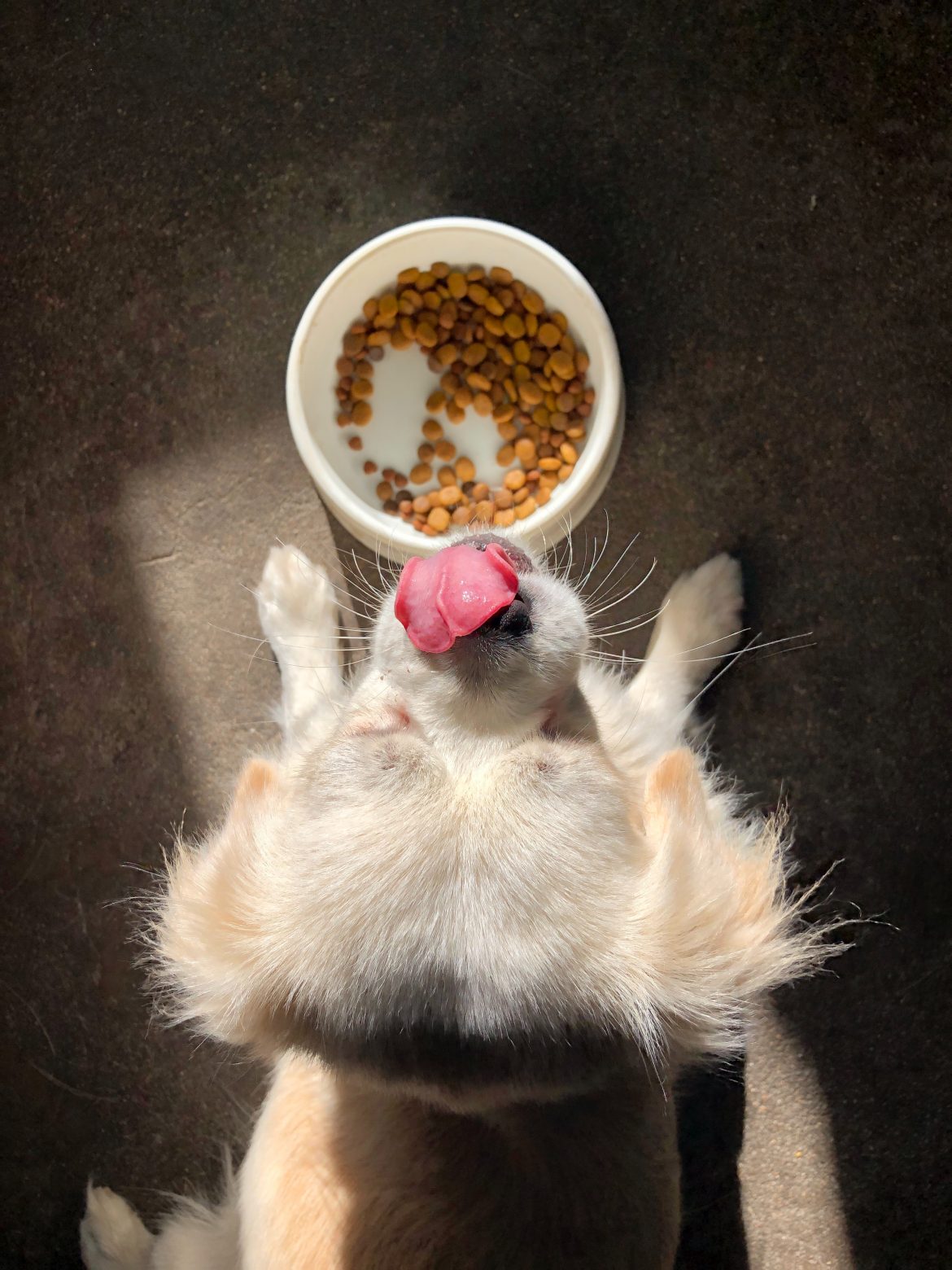 Should you DIY your dog’s food?