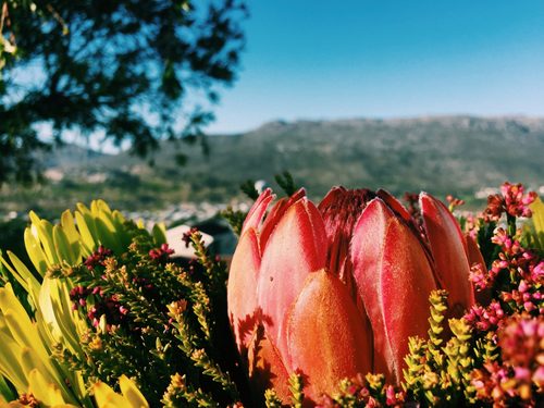 Embrace indigenous verdure: 4 unique fynbos plants you can grow at
