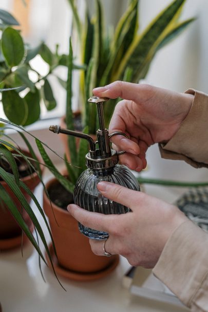 5 tips to protect your houseplants from the heat wave.