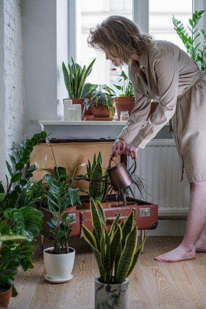 5 tips to protect your houseplants from the heat wave.