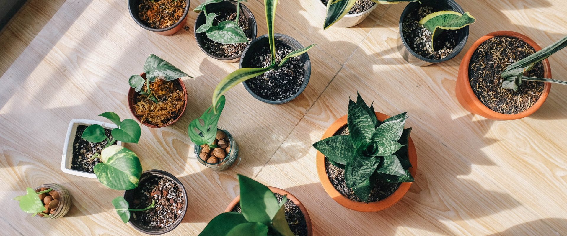 5 tips to protect your houseplants from the heat wave.