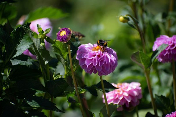 bee in garden
