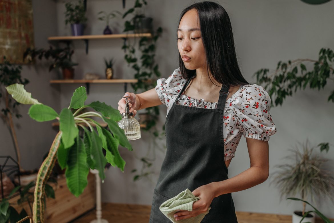 How to keep your houseplants clean