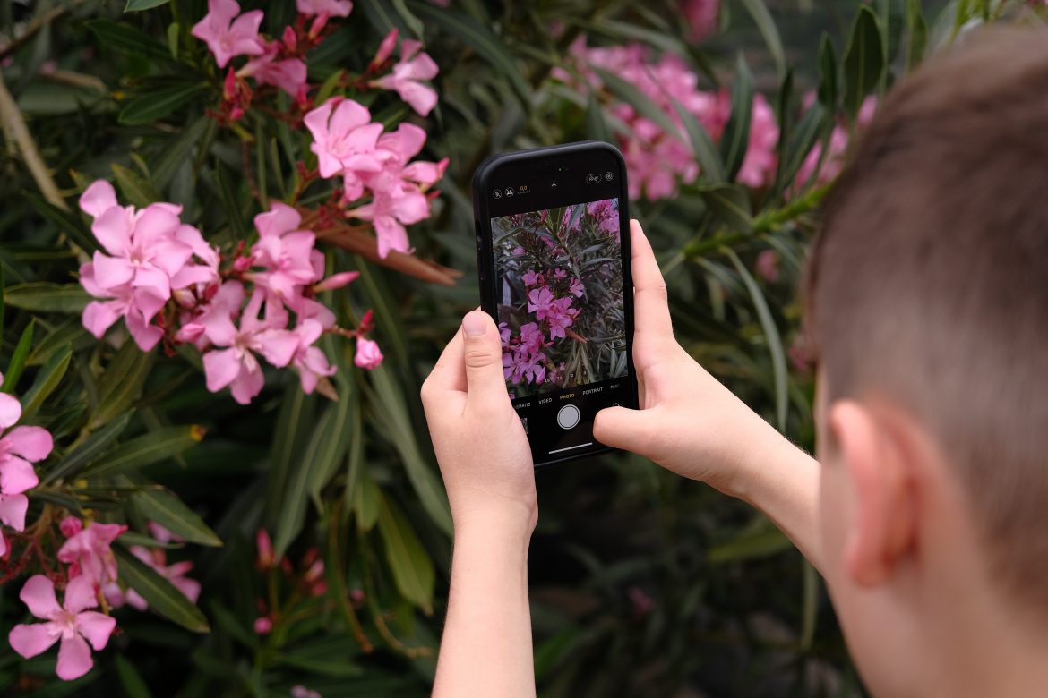 Pet safety alert: the dangers of Oleanders in your garden