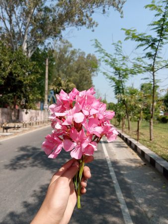 oleanders