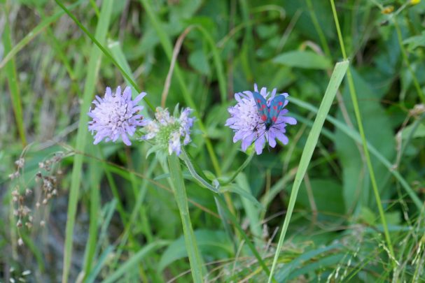 scabiosa