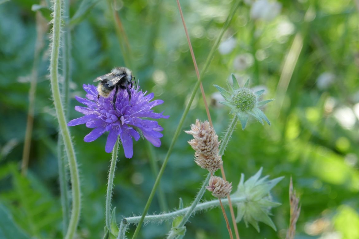 Elevate your garden with Scabiosa’s delicate beauty