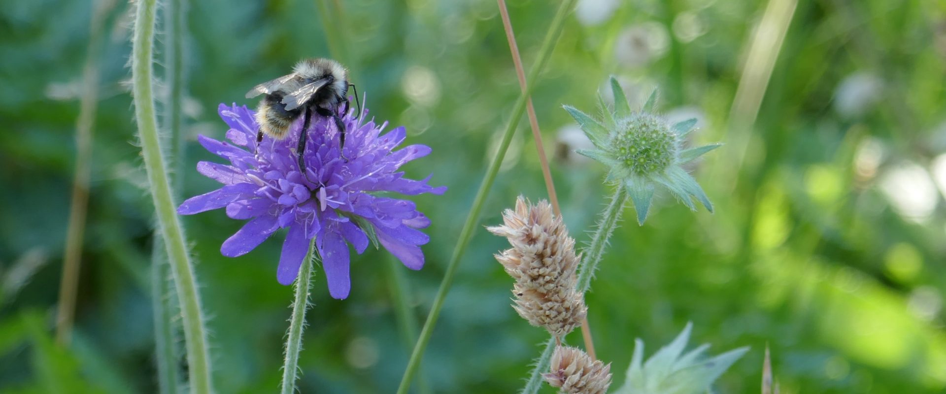 Elevate your garden with Scabiosa's delicate beauty