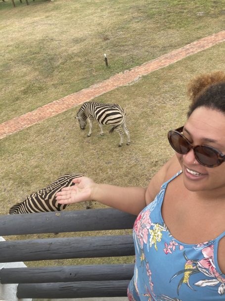 zebras at Stanley Island