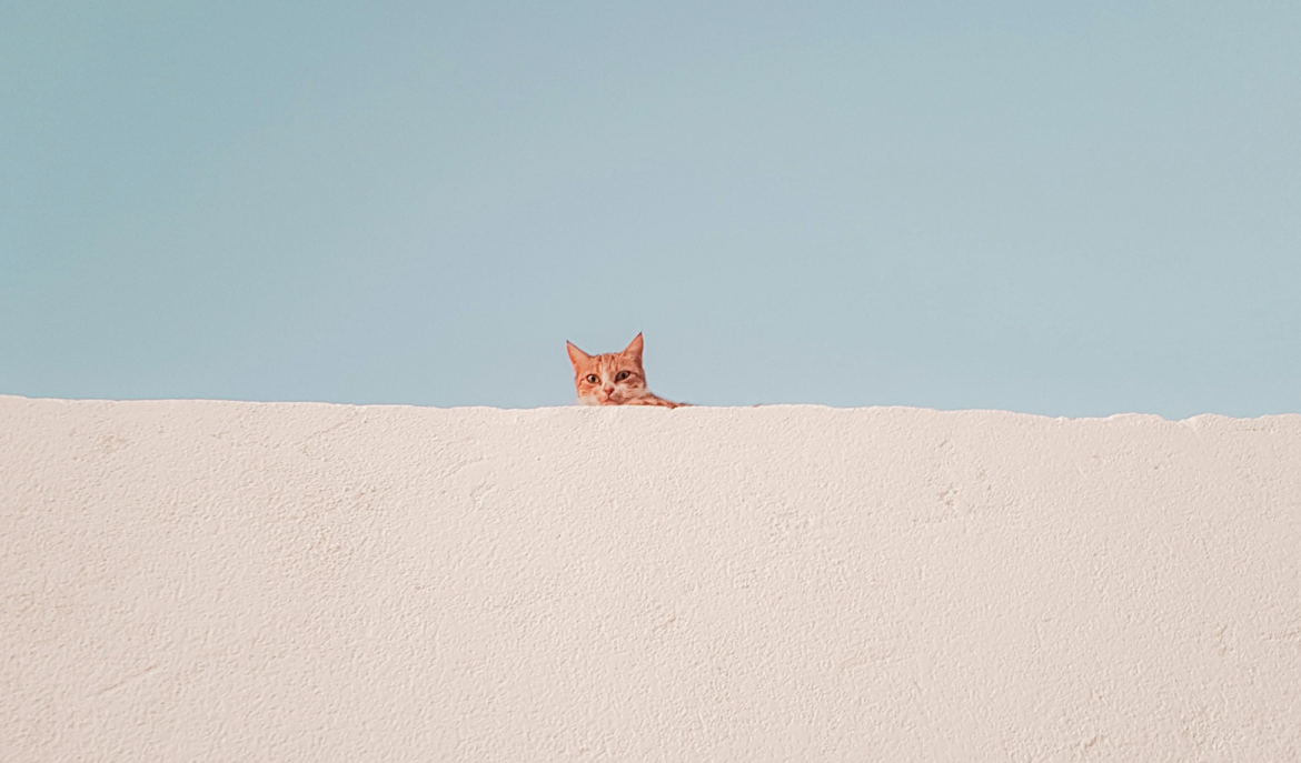 How to build your indoor cat a ‘catio’