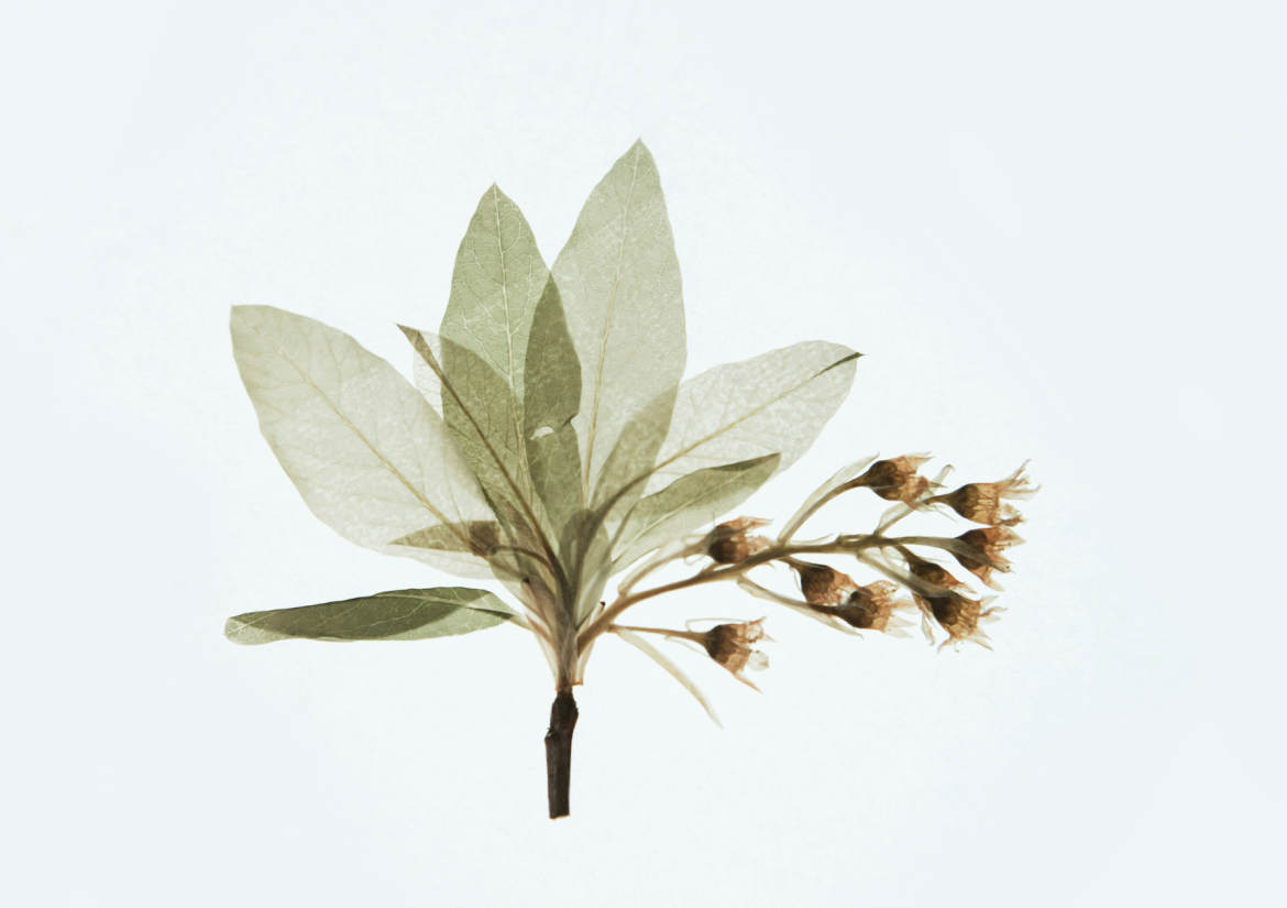 A foolproof guide to flower pressing in South Africa