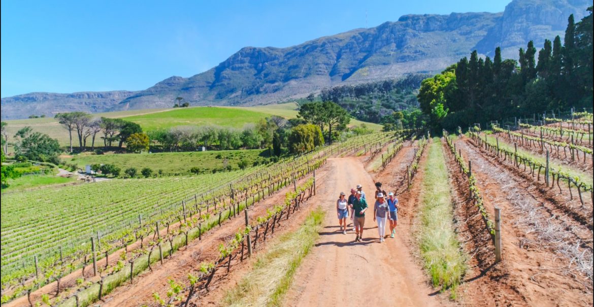 Spend a morning in Constantia’s vineyards