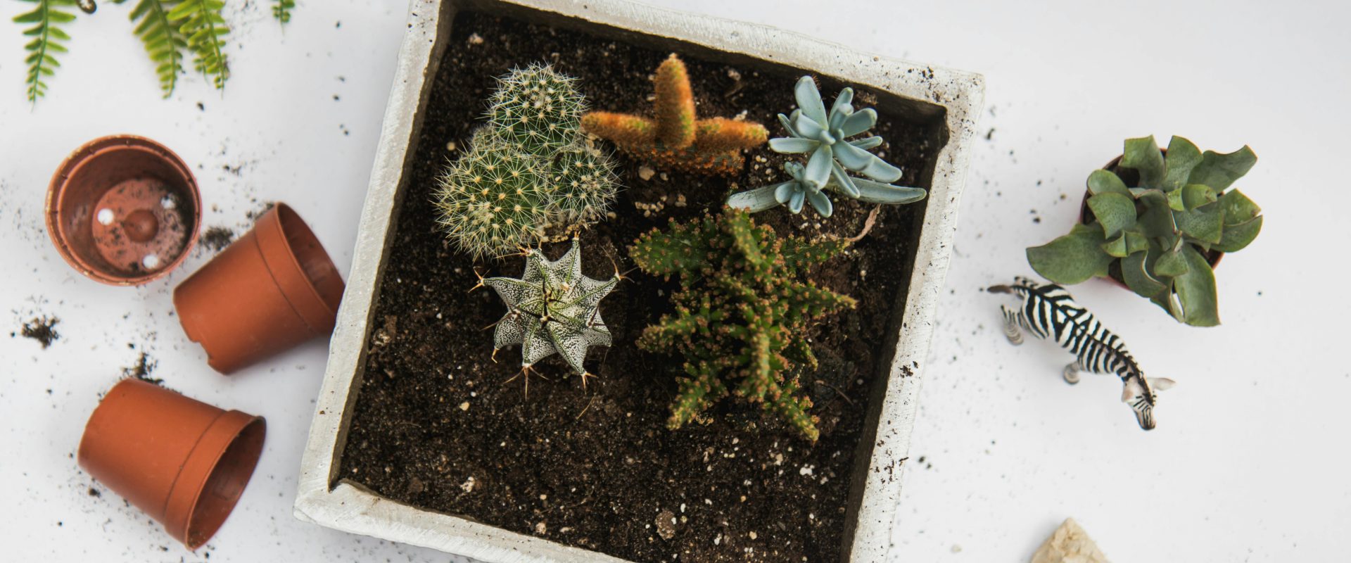 a container with plants