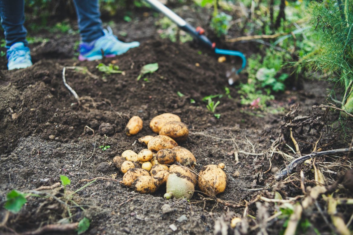 A beginner’s guide to growing potatoes