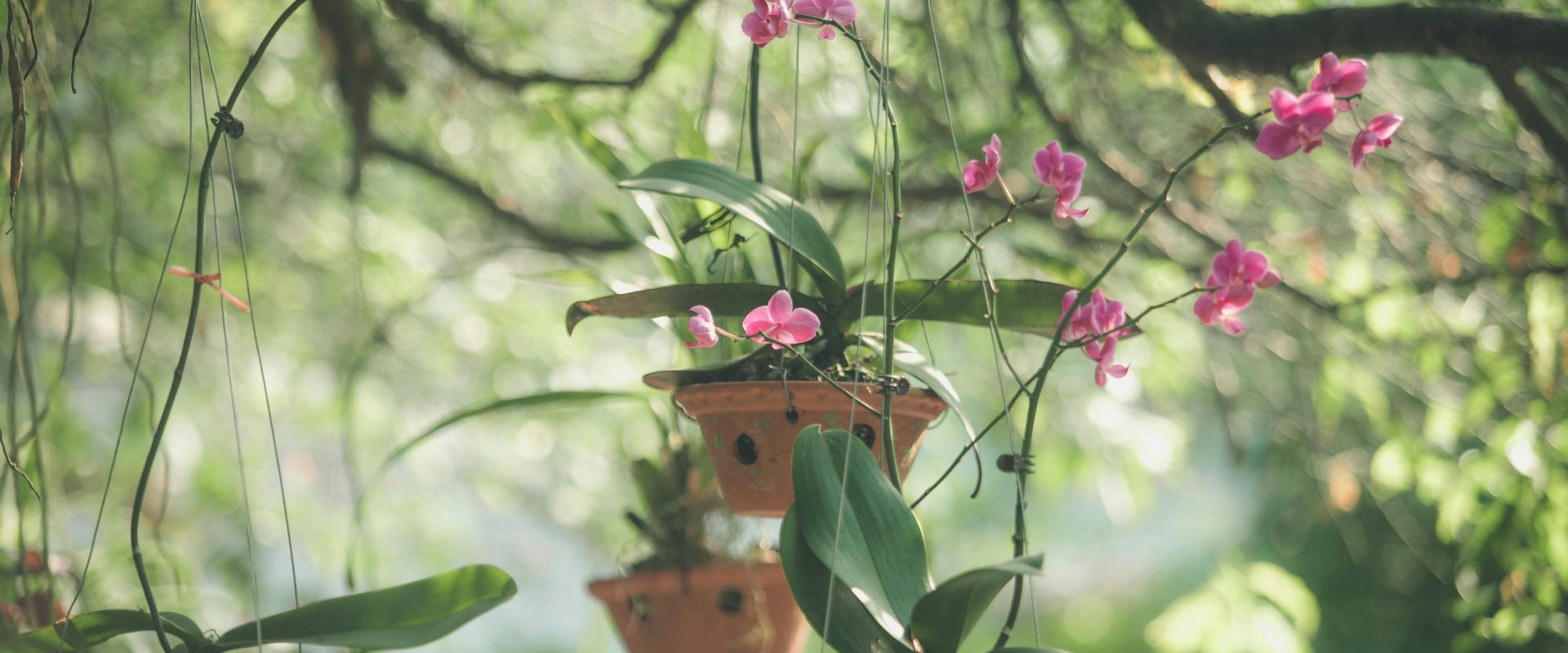 Invite good luck into your home with these 8 plants